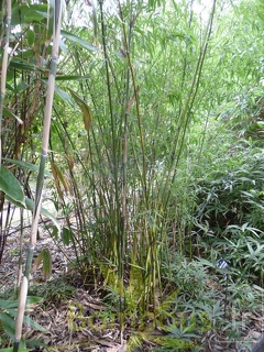phyllostachys.flexuosa 0849