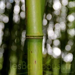 Flexuosa