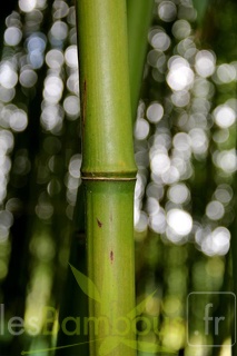 phyllostachys.flexuosa 1682