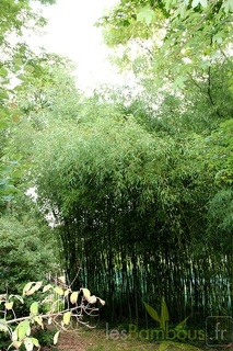 phyllostachys.flexuosa 1684