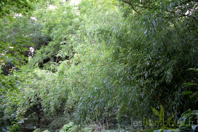 phyllostachys.flexuosa 1685