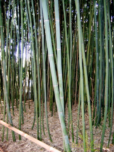 Phyllostachys.glauca Planbuisson 3874