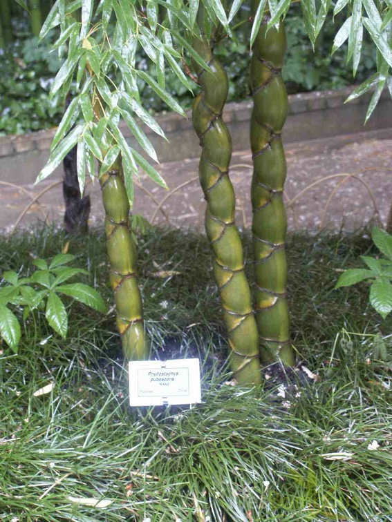 heterocycla