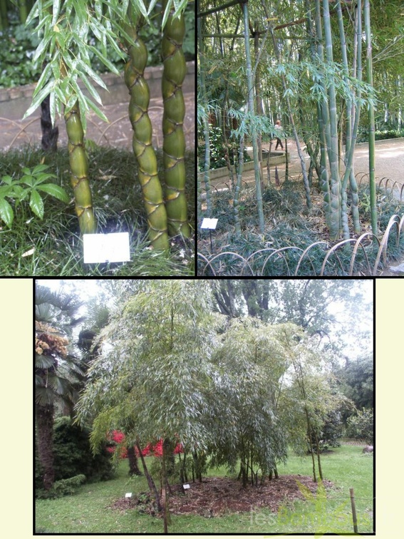 pubescens heterocycla