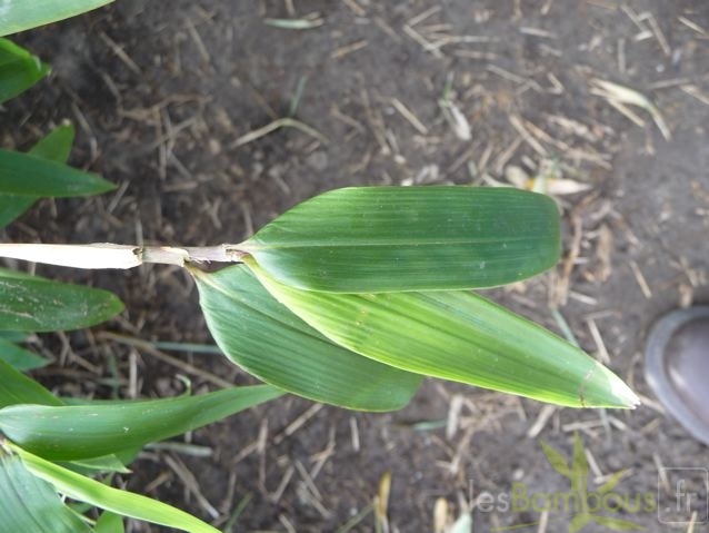 Phyllostachys_hispida101.jpg