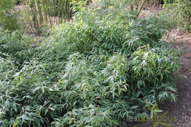 Phyllostachys hispida 0516