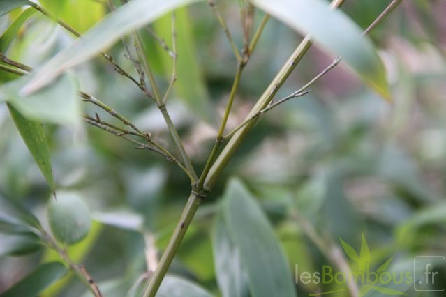 Phyllostachys hispida 0519