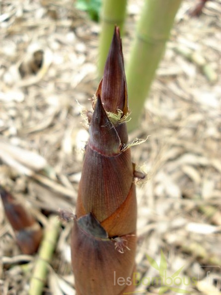 Ph.incarnata.9916