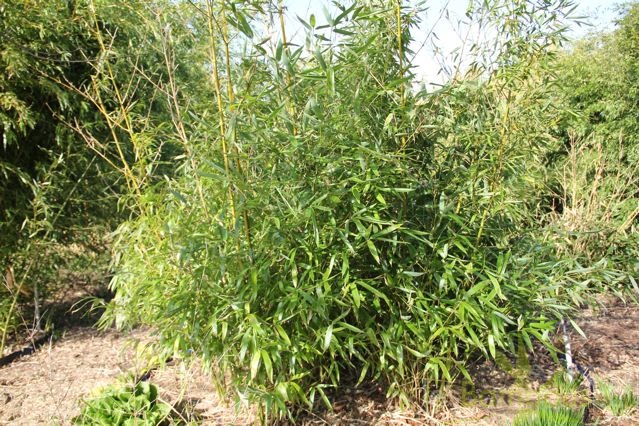 phyllostachys.lithophylla_0802.jpg