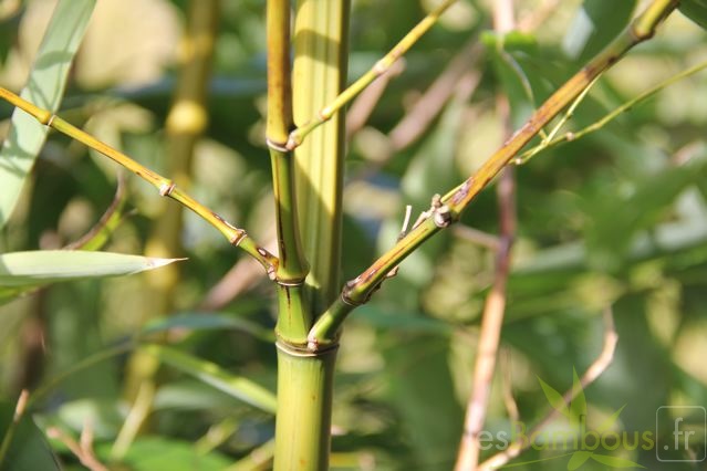 phyllostachys.lithophylla_0803.jpg