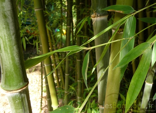 Phyllostachys nigra Henonis