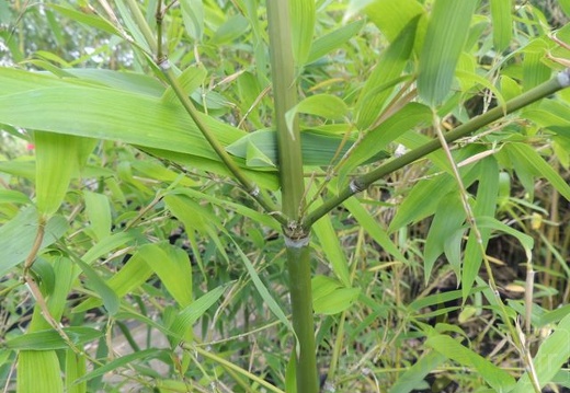 Phyllostachys parvifolia 01