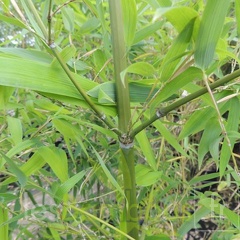 Phyllostachys parvifolia 01