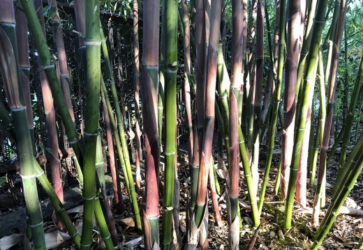 Phyllostachys parvifolia 02