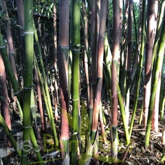 Phyllostachys parvifolia 02