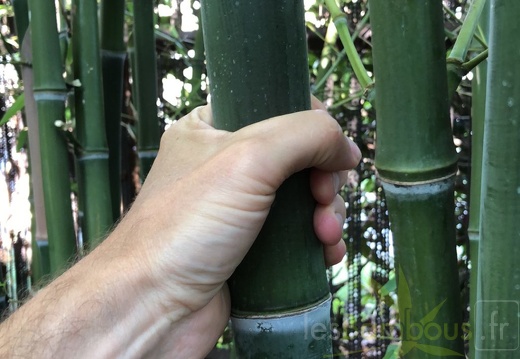 Phyllostachys parvifolia 03