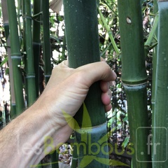 Phyllostachys parvifolia 03