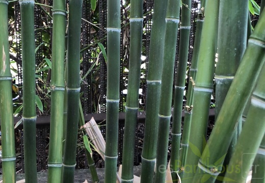 Phyllostachys parvifolia 04