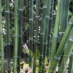 Phyllostachys parvifolia 04
