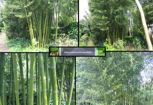 Phyllostachys parvifolia 05