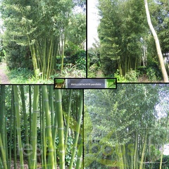 Phyllostachys parvifolia 05