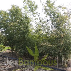 Phyllostachys parvifolia 07