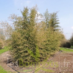 Phyllostachys parvifolia 08