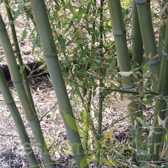 Phyllostachys parvifolia 09