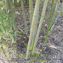 Phyllostachys parvifolia 10