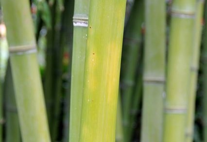 Phyllostachys parvifolia 11