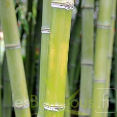 Phyllostachys parvifolia 11