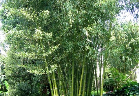 Phyllostachys parvifolia 12