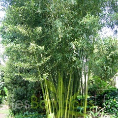 Phyllostachys parvifolia 12
