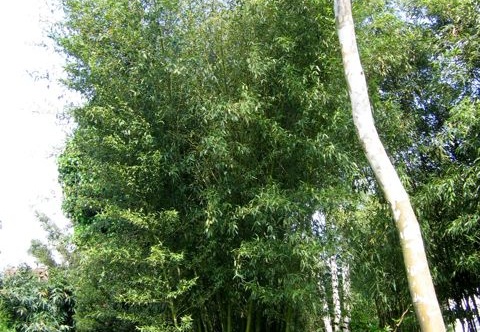 Phyllostachys parvifolia 13