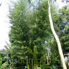 Phyllostachys parvifolia 13