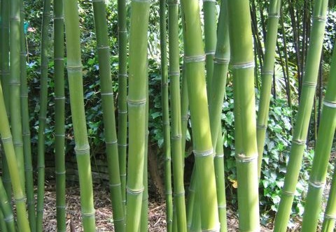 Phyllostachys parvifolia 14