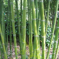 Phyllostachys parvifolia 14