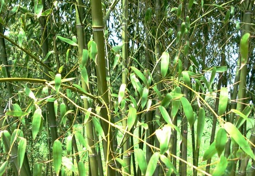 Phyllostachys parvifolia 16