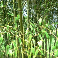 Phyllostachys parvifolia 16