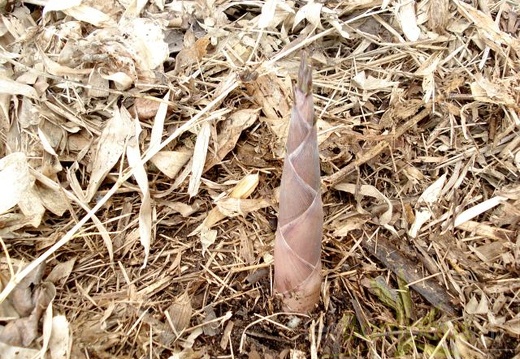 Phyllostachys parvifolia turion 06