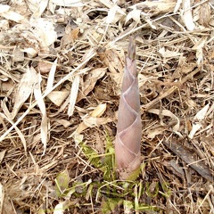 Phyllostachys parvifolia turion 06