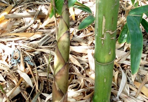 Phyllostachys parvifolia turion 15