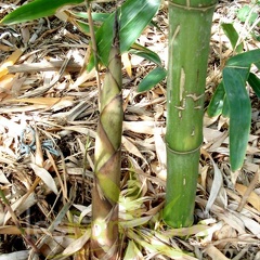 Phyllostachys parvifolia turion 15