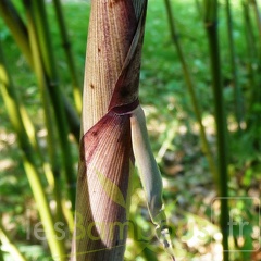 Ph.rbmgt 0425