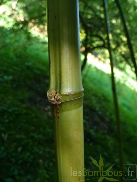 Phyll.rubromarginata.001