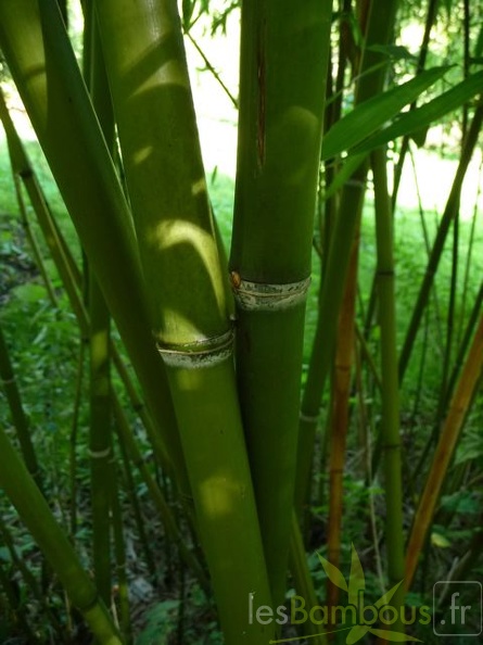 Phyll.rubromarginata.002
