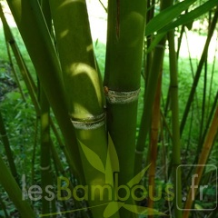 Phyll.rubromarginata.002