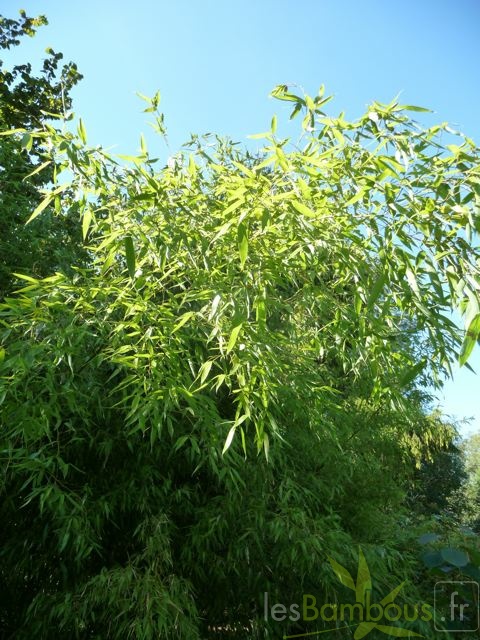 Phyll.rubromarginata.004