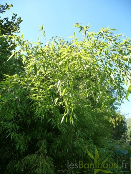 Phyll.rubromarginata.004
