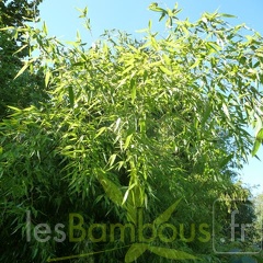 Phyll.rubromarginata.004